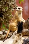 Meerkat Stock Photo