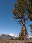 Pine Tree , Snow Capped Mountain Landscape Stock Photo