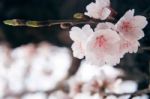 Cherry Blossom With Soft Focus, Sakura Season Background In Spring Stock Photo