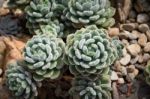 Succulent Plant Stock Photo