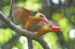 Brown-winged Kingfisher Stock Photo