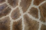 Giraffe Skin Stock Photo