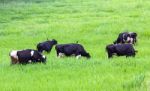 Cows On The Pasture Stock Photo