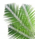 Palm Leaf Isolated On White Background Stock Photo