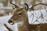 Beautiful Image Of A Wild Deer In The Snowy Forest Stock Photo