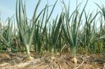 Onion Field Stock Photo