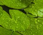 Drops On Green Leaf Stock Photo