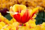 Red With Yellow Tulip In Flowers Field Stock Photo