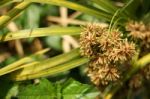 Closeup Of Papreus Tree  Flower Stock Photo