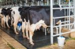 Cow Milking Facility Stock Photo