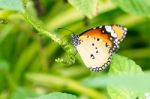 Orange Black Pattern Butterfly On Bunch Stock Photo