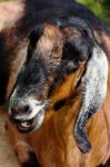 Goat In The Farm Stock Photo