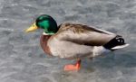 Beautiful Photo Of A Mallard Standing On Ice Stock Photo