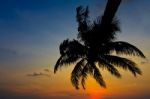 Coconut Tree With Sky View Stock Photo