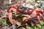 Christmas Island Red Crab Stock Photo