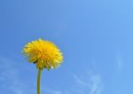 Dandelion Stock Photo