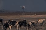 Australian Cows Stock Photo