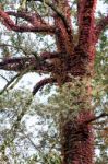 Tree Covered With Red Ivy Stock Photo