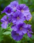 Geranium - Geranium Pratense Or  Meadow Cranesbill Stock Photo