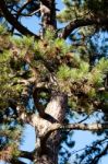 Pinetrees Stock Photo