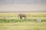 African Elephant In Serengeti National Park Stock Photo