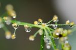 
Dew On The Grass Bright Island Beautiful Background Blur Cool Stock Photo