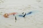 Water Buffalo Relaxing In River Stock Photo