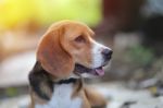 Portrait Of A Cute Beagle Dog Stock Photo