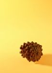 Pine Cone Stock Photo