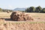 Harvested Rice In Rice Field In Thailand Stock Photo