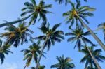 Coconut Palm Stock Photo