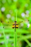 Dragonfly With Black And Yellow Markings On Its Wings Stock Photo