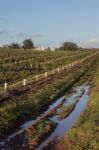 Young Orchard Of Orange Trees Stock Photo