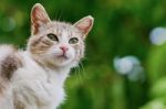 Portrait Of A Cat (female) Stock Photo