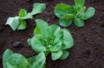 Vegetable Garden Stock Photo