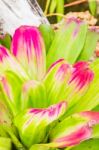 Colorful Blooming Bromeliad Plants Stock Photo