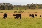 Cows Grazing In The Green Argentine Countryside Stock Photo