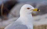 Beautiful Isolated Picture With A Cute Gull Stock Photo