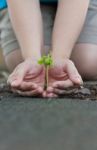 Human Lady Hands Protect The Tamarind Sprout Stock Photo