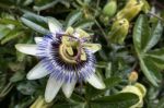 Passion Flower (passifloraceae) Stock Photo