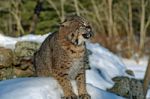 Bobcat Snarling Stock Photo