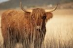 Highland Cow On The Farm Stock Photo