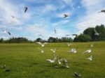 Flock Of Birds Stock Photo