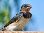 Portrait Sand Martin Stock Photo