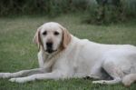 Portrait Of White Labrador Dog In The Garden Stock Photo