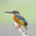 Common Kingfisher Stock Photo