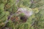 Nest Of A Pine Processionary Moth (thaumetopoea Pityocampa) Stock Photo