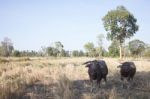 Water Buffallo Stock Photo