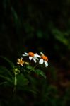 Flowers With Dark Background Stock Photo