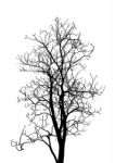 Dead Tree Without Leaves Isolated Stock Photo